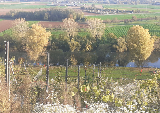 Der Blick schweift den steilen Weinberg hinunter zum Neckar.
      		Das Weinlaub ist orangerot. Zwischen den Reben üppige weiße Blütenstände.
      		Unten der Neckar. An den Ufern Bäume. 
      		Das Laub in den Baumkronen strahlt gold-orange. 
      		Hinter den Bäumen jenseitigen Ufer die Tiefebene 
      		mit Feldern, Baumgruppen und Gebäuden.